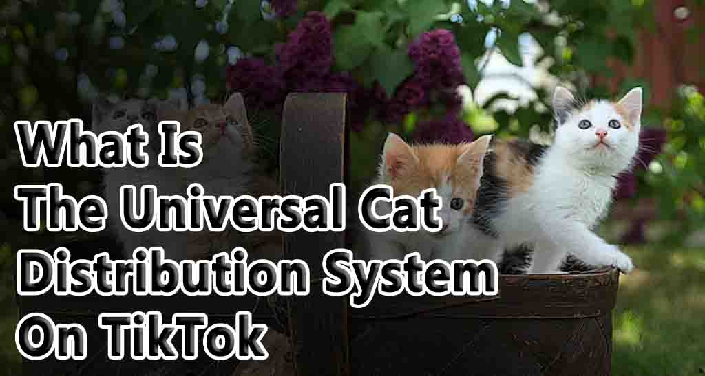 Universal Cat Distribution System On TikTok